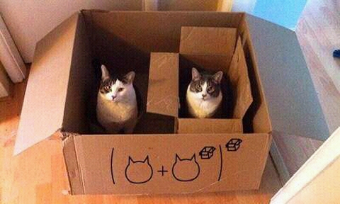 Kotak atau kardus merupakan tempat favorit kucing. alasannya ?