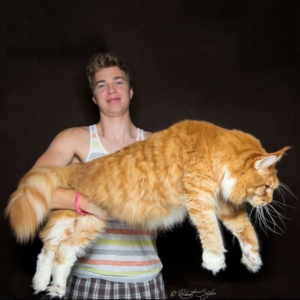 10 Fotografi Kucing Berikut Buktikan Bahwa Maine Coon Itu Istimewa Kucing Lucu Net