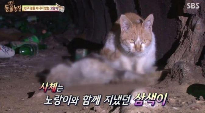 kucing juga punya perasaan: kucing ini tunggui saudaranya yang meninggal