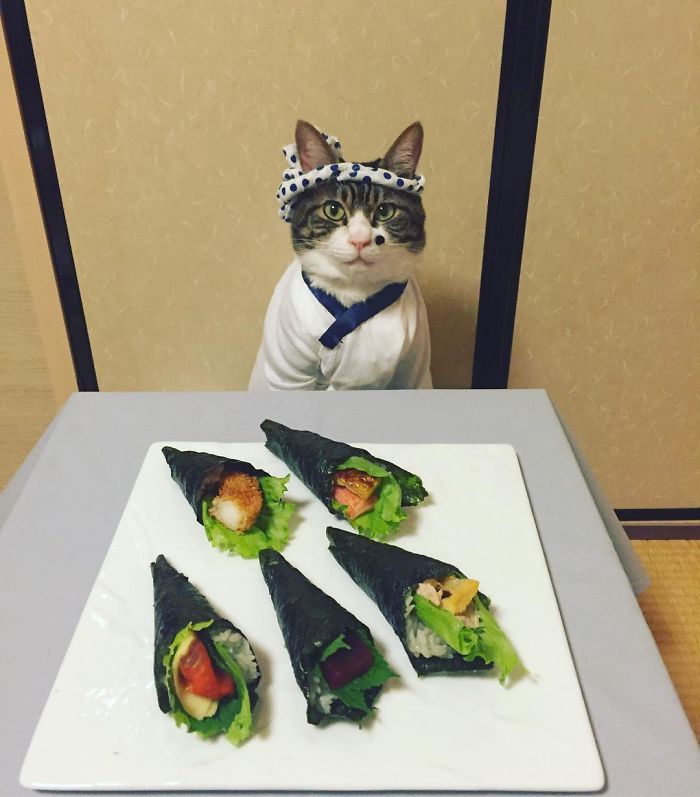 Lucunya Maro, Kucing asal Jepang yang berdandan layaknya chef dari penjuru dunia.