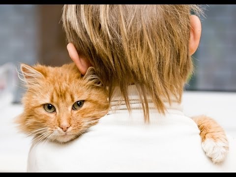 Apa yang harus dilakukan saat keluarga melarang memelihara kucing ?.