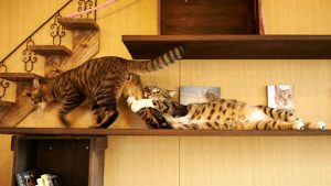 Gambar :
