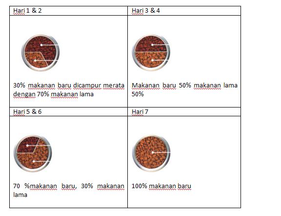 Cara Mengganti Makanan Pada Kucing Agar Terhindar dari Diare Kucing