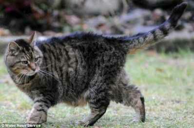 Lucy, Kucing tertua di dunia yang diyakini berusia 39 tahun.