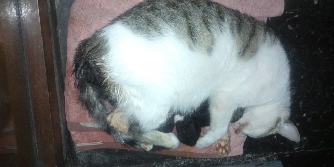 Kucing liar melahirkan di atas pangkuan aunty Umi