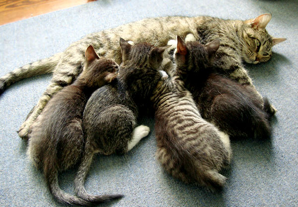 Stop Kasih Susu Sapi ke Kucing ya, ini Alasannya ! Kucing Lucu Net