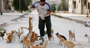 Mohammad Al Jaleel memberi makan kucing-kucingnya. Gambar: Boredpanda