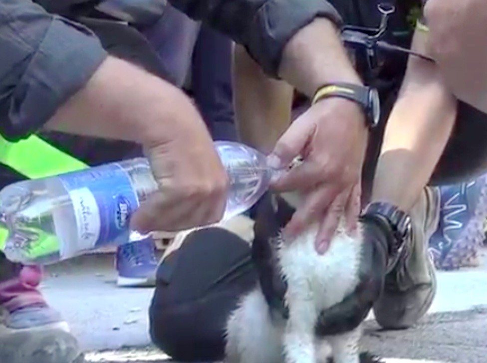 Pertolongan pertama pada Gigia. gambar: love meow