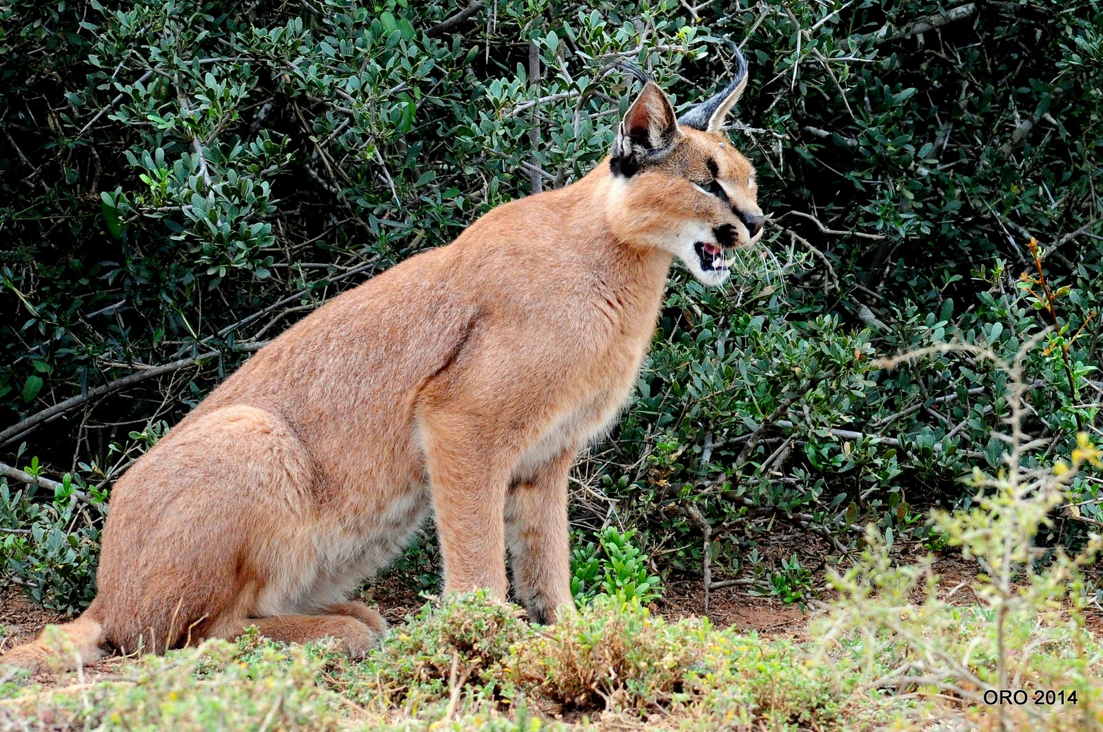 12 Gambar Baby Caracal yang Bakal Membuat Cat Lovers Jatuh Hati dalam