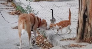 meli, anjing bak hati yang setiap harinya memberi makan kucing-kucing liar. gambar: Lovemeow