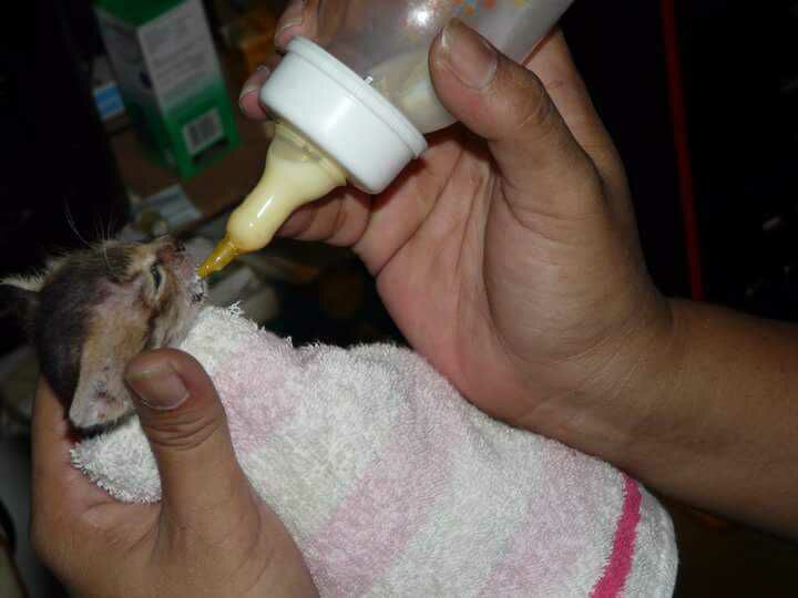 Tutorial membuat dot susu untuk bayi kucing.