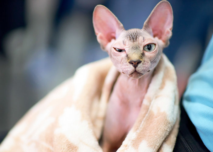 Vlad yang dicukur habis bulunya dan dijual oleh breeder nakal menjadi kucing Sphynx.