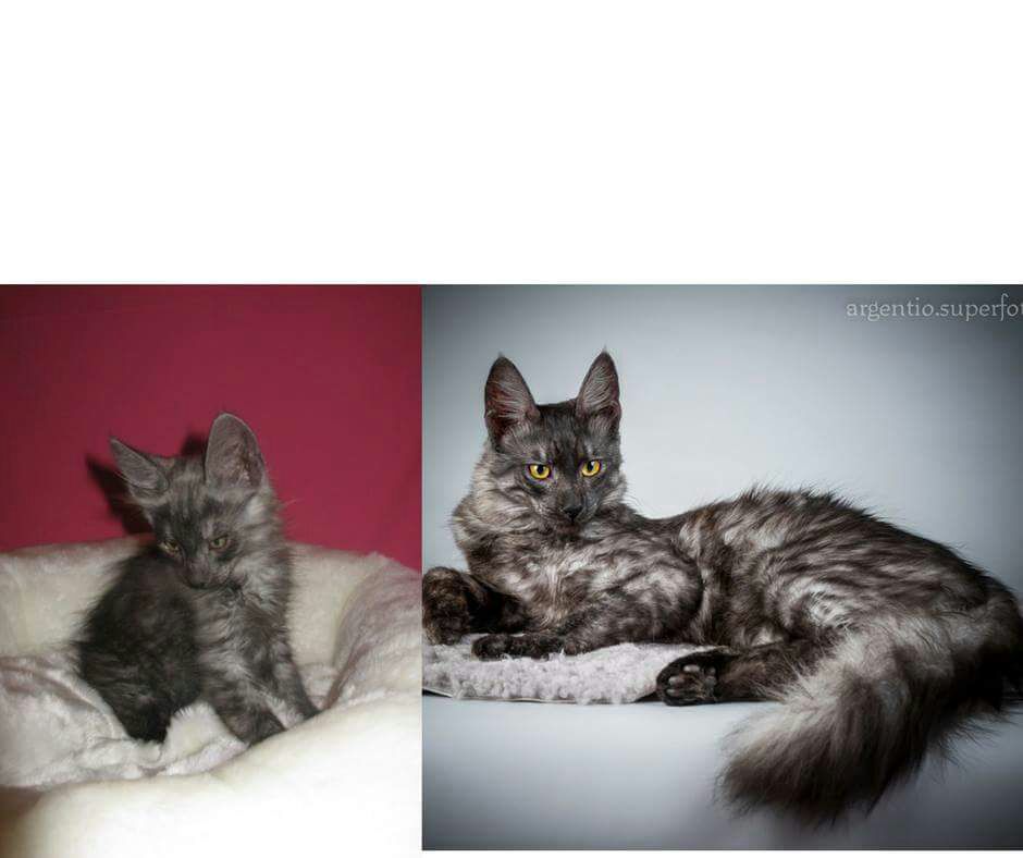 Mengenal kucing Turkish Angora