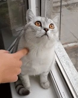 Aku patung bukan kucing.