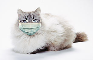 Kamu perlu tahu apa itu flu kucing dan bagaimana cara mengobatinya.