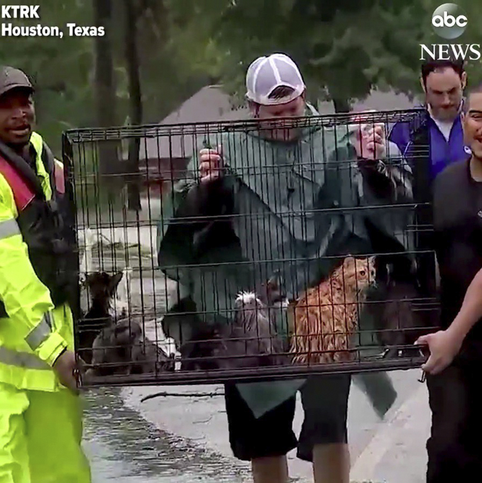 Upaya penyelamatan kucing di tengah banjir yang melanda Houston.