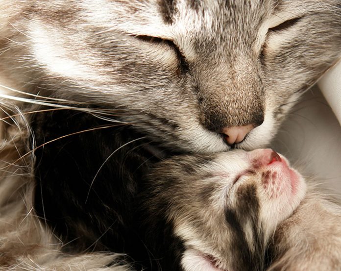 Kisah kucing : Jangan pisahkan aku dengan anakku.