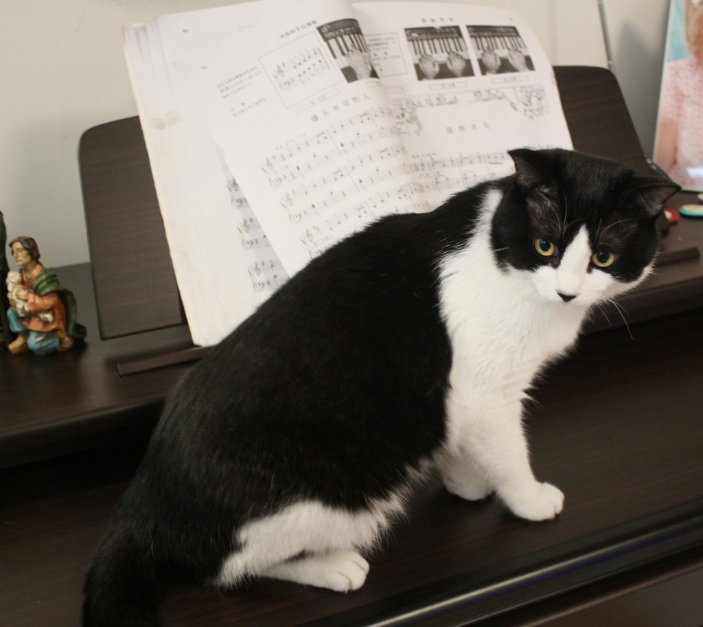 Ketzel, si komposer kucing.
