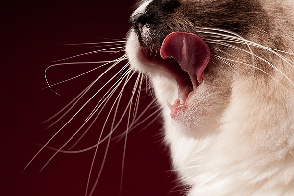 Kucing adalah binatang karnivora. Gambar : Catster.