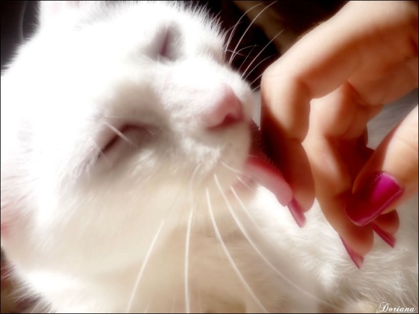 7 alasan kenapa kucing suka menjilati kamu. Gambar : catster.