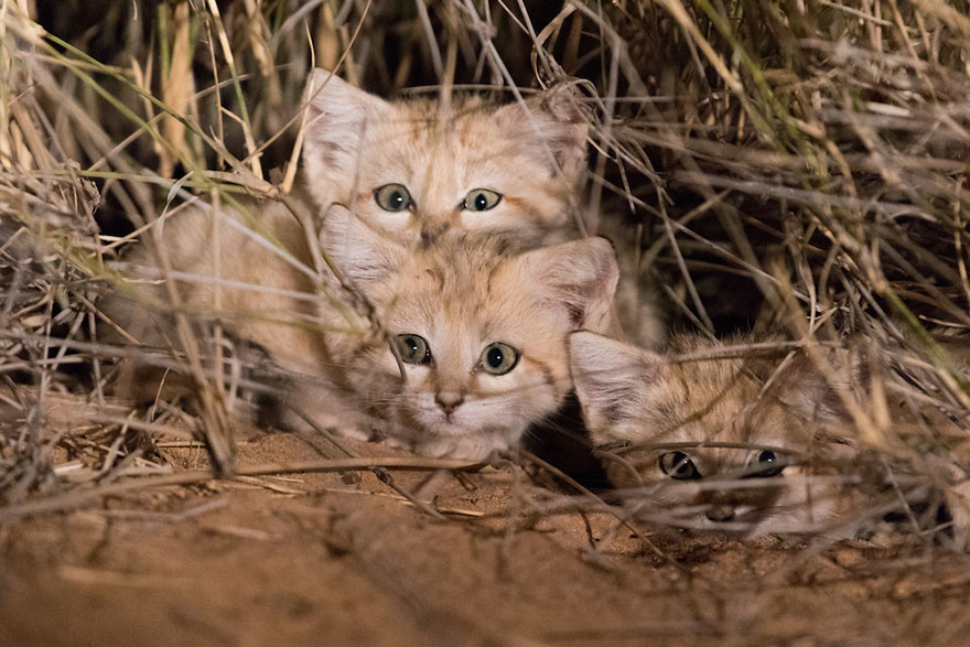 Tim peneliti Panthera berhasil abadikan video kucing pasir di Gurun Sahara.