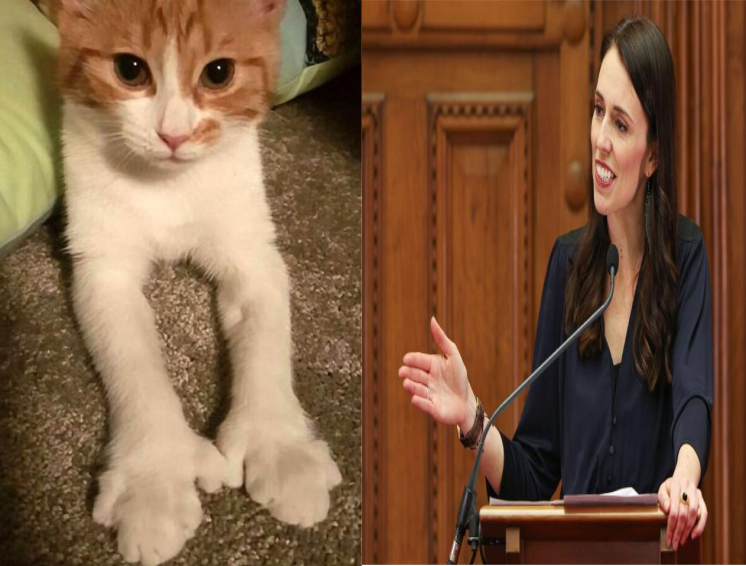 Paddles "the First Cat", Kucing milik PM Selandia Baru ini menjadi populer di dunia maya berkat debutnya di dunia politik.