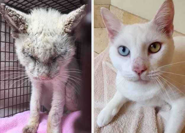 Foto kucing sebelum dan sesudah diadopsi.
