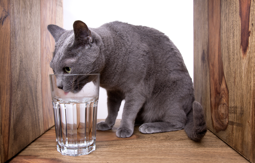 Trik mudah berikut bisa kamu terapkan agar kucingmu mau minum air lebih banyak.