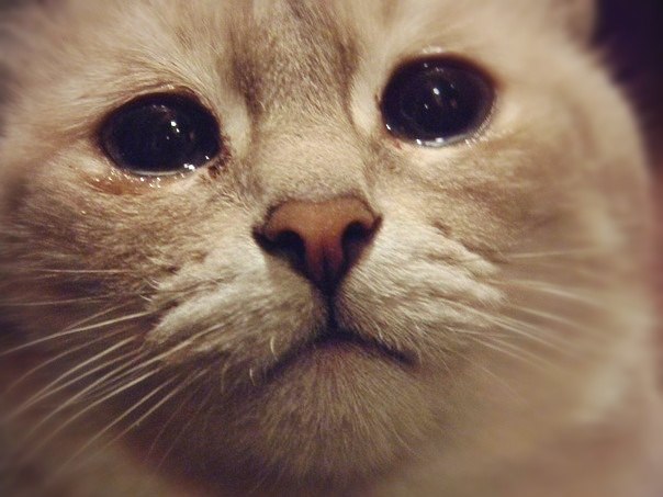 Benarkah kucing mengeluarkan air mata tanda ia sedang menangis ?.