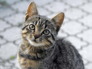 kebiri kucing jantan