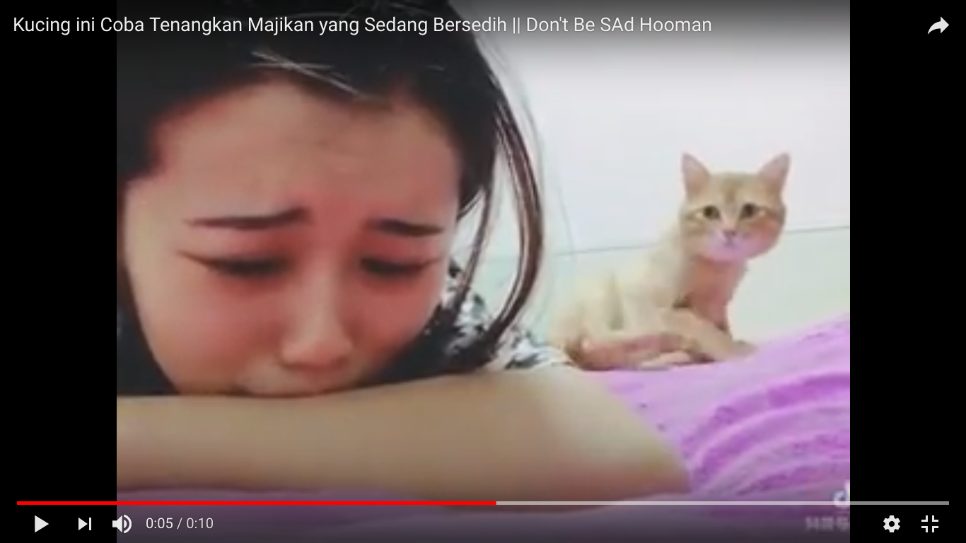Gemas ! Kucing coba menghibur pemiliknya yang sedang sedih. Kamu punya pengalaman yang sama ?.