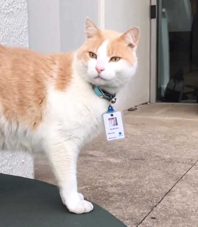 Kenalkan Elwood, seekor kucing yang bertugas jadi keamanan rumah sakit