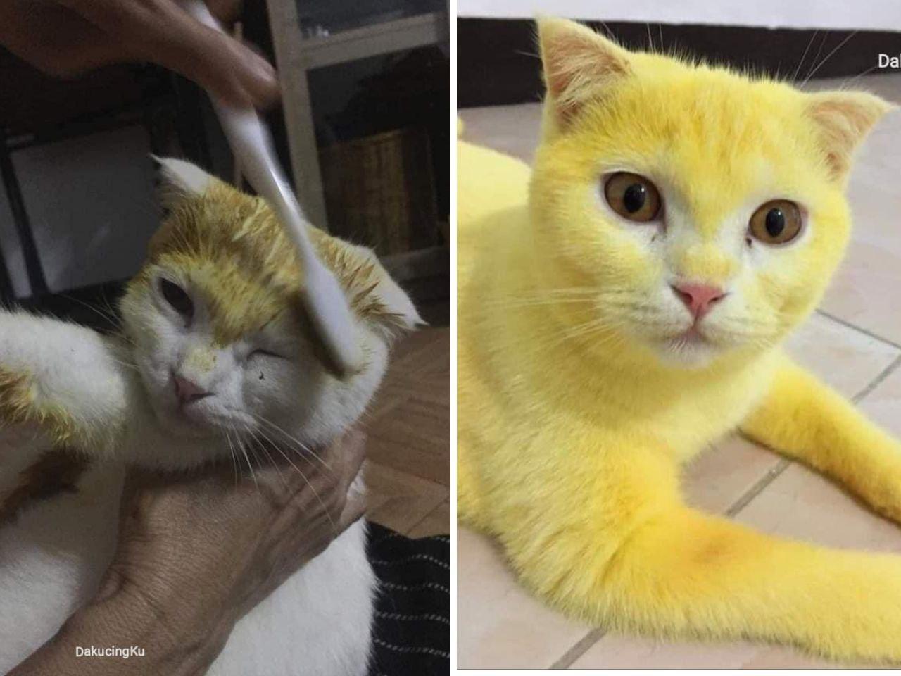 Niat obati kucing dengan kunyit, malah jadi kuning seperti pikachu