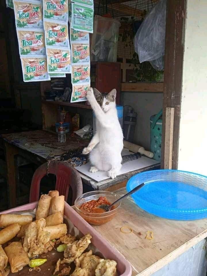 pahala memelihara kucing