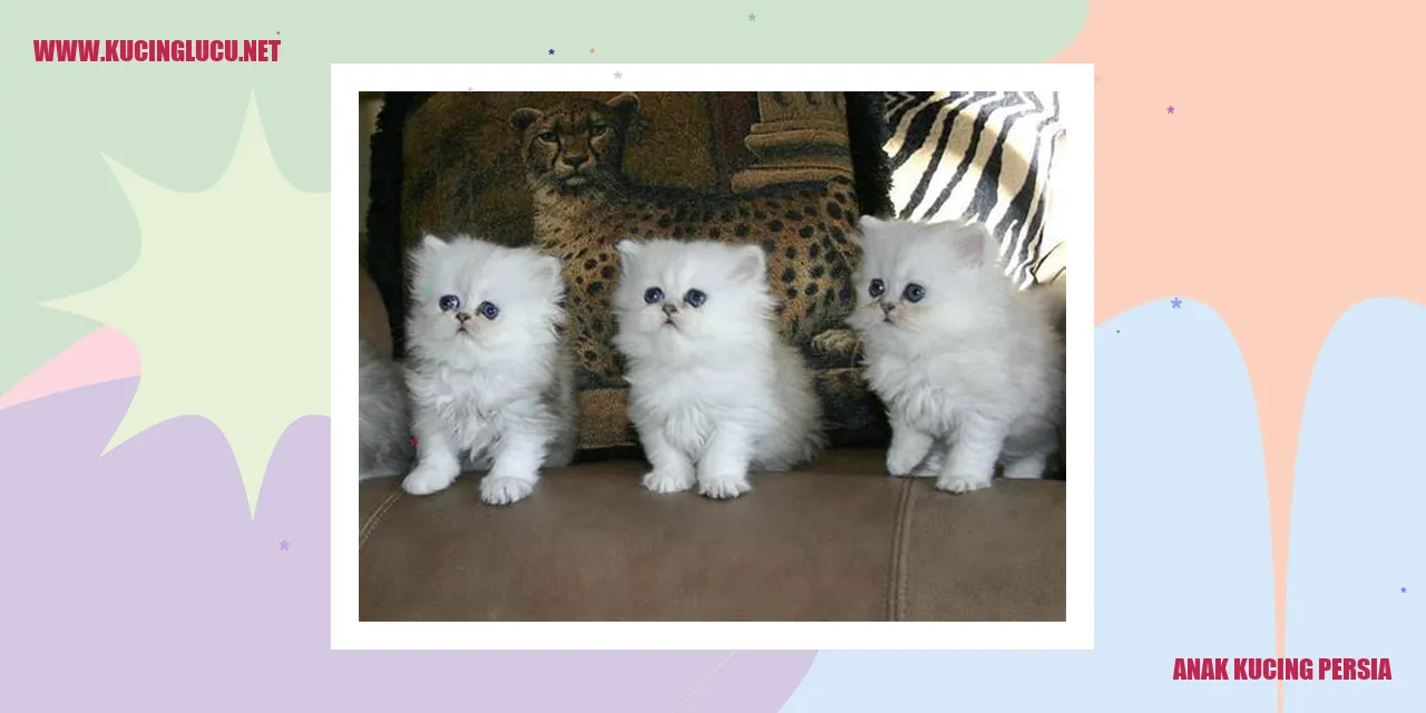 Gambar Anak Kucing Persia