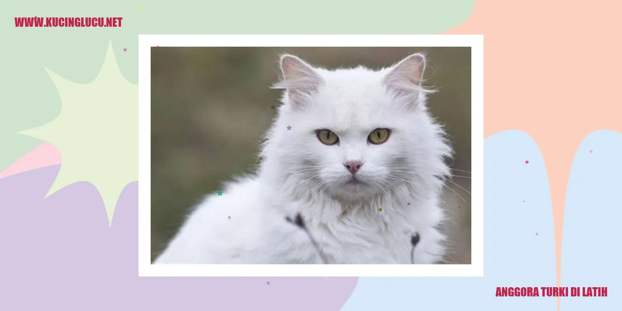 Kucing Anggora Turki