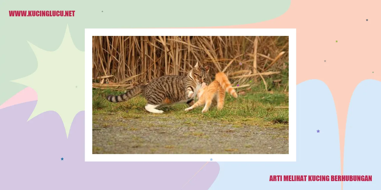 Arti Melihat Kucing Berhubungan