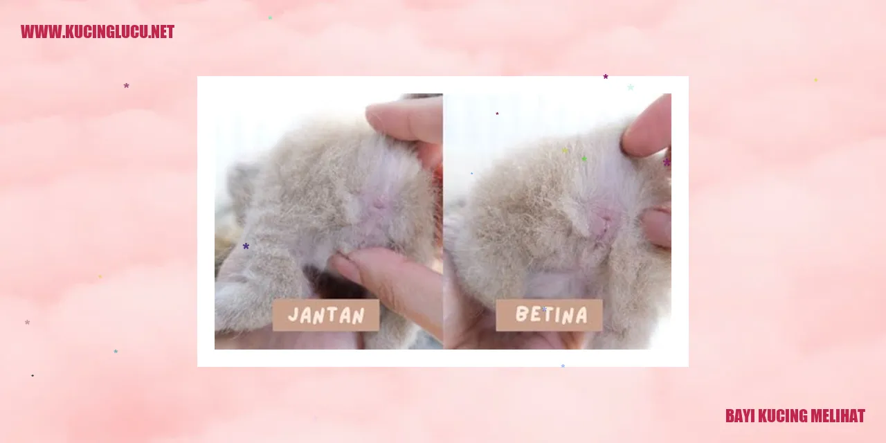 Informasi Umur Bayi Kucing Melihat
