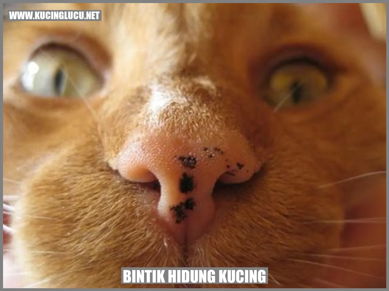 Kucing dengan Pola Bintik-Bintik di Hidung