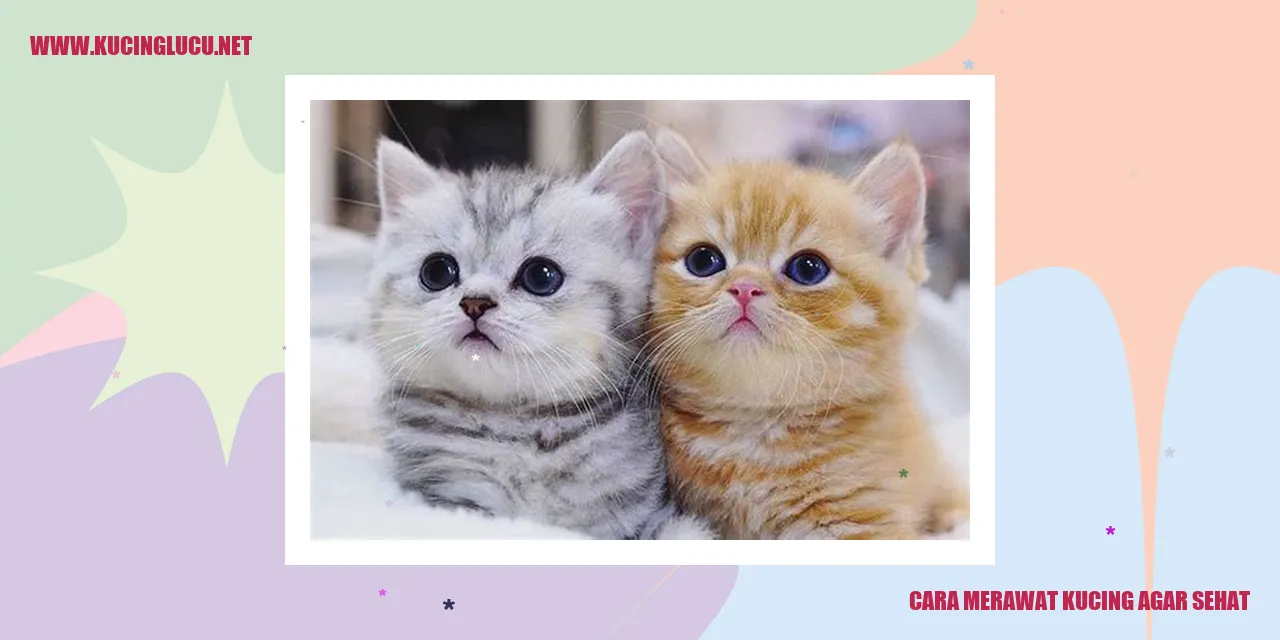 Cara Merawat Kucing agar Sehat