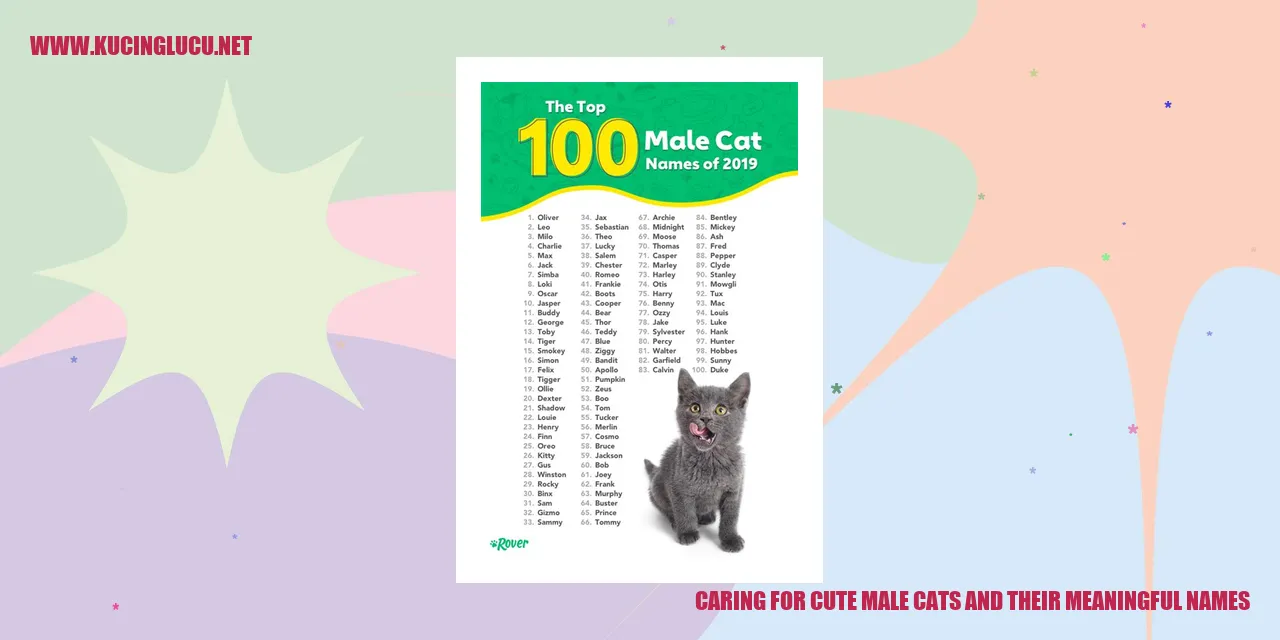 Kucing Jantan Lucu
