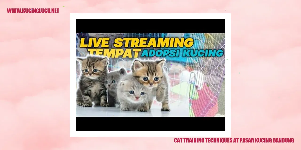 Teknik Melatih Kucing pasar kucing bandung