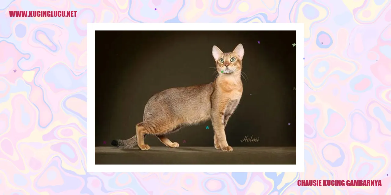 Kucing Chausie