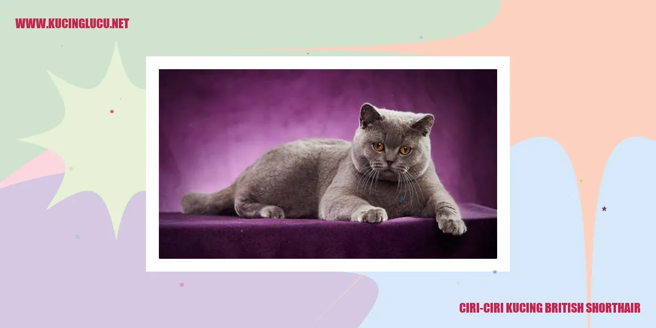 Kucing British Shorthair