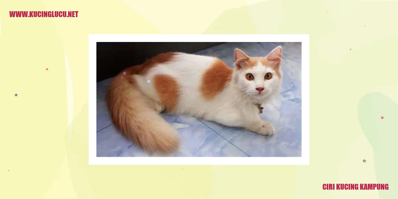 Gambar ciri kucing kampung