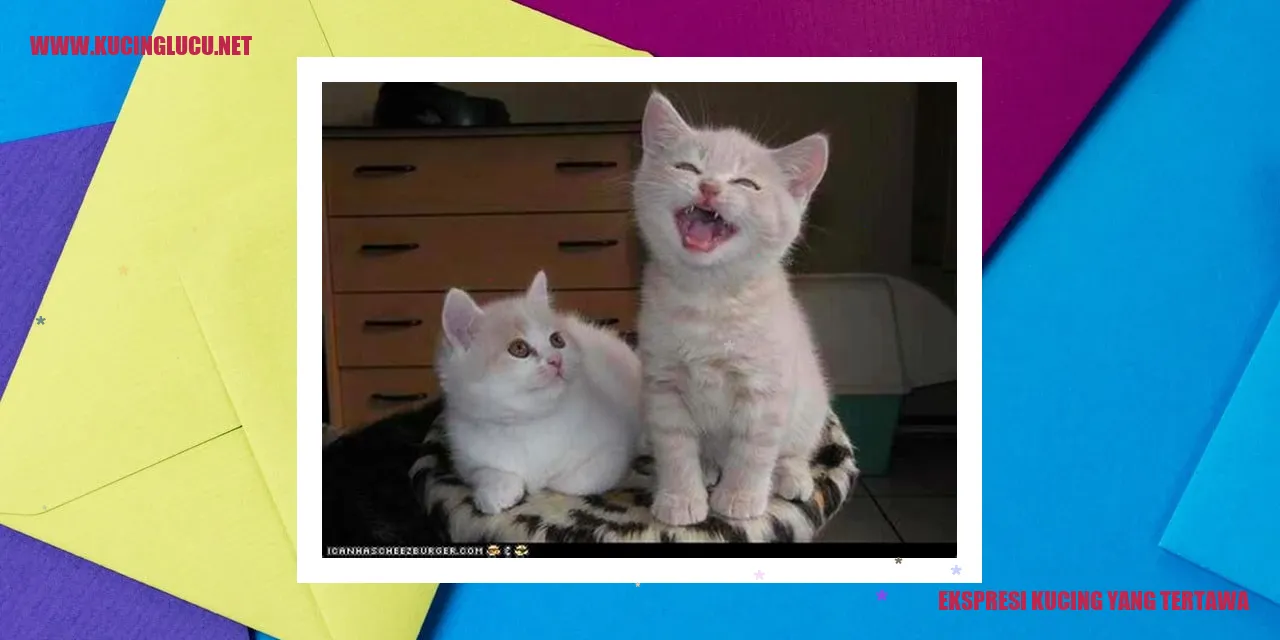 Perilaku Kucing Saat Tertawa