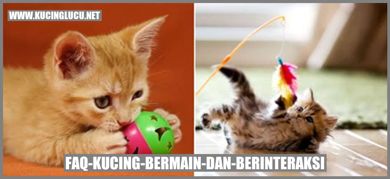 FAQ-kucing-bermain-dan-berinteraksi