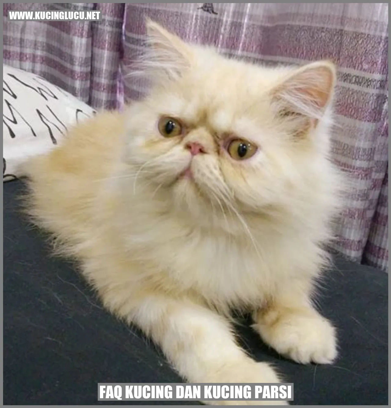 Gambar Kucing