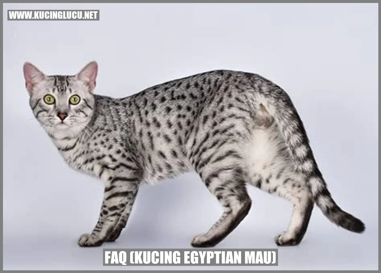Kucing Egyptian Mau