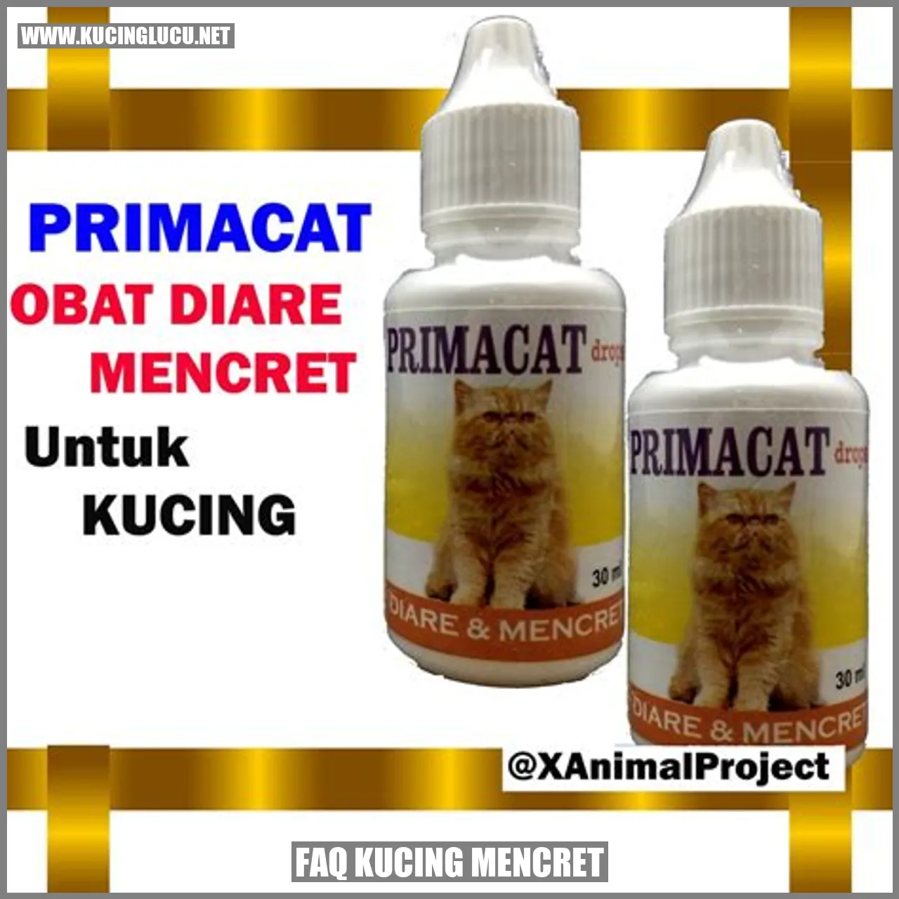 Gambar kucing yang sedang mencret
